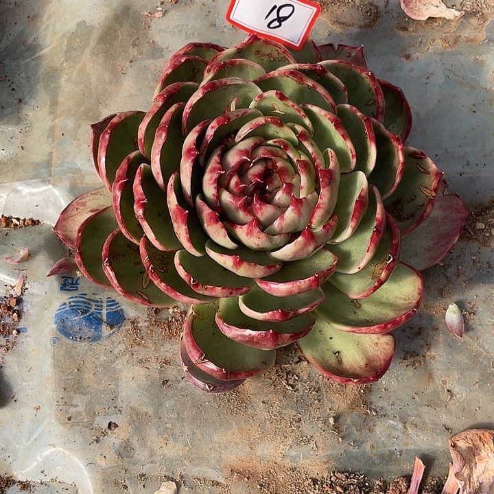 茶***臣18//////：//////////