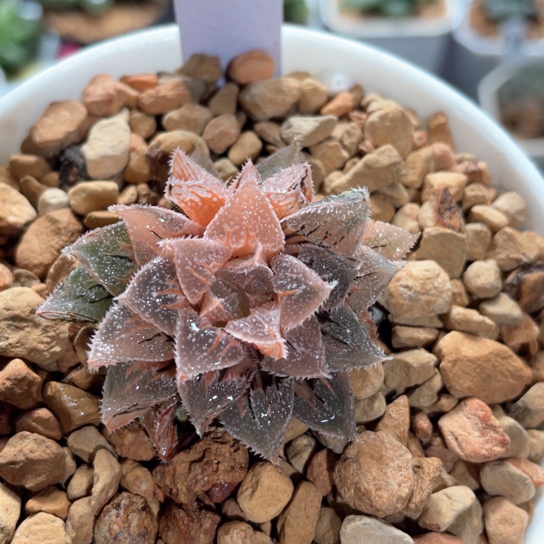 185糊斑冰砂糖锦。     