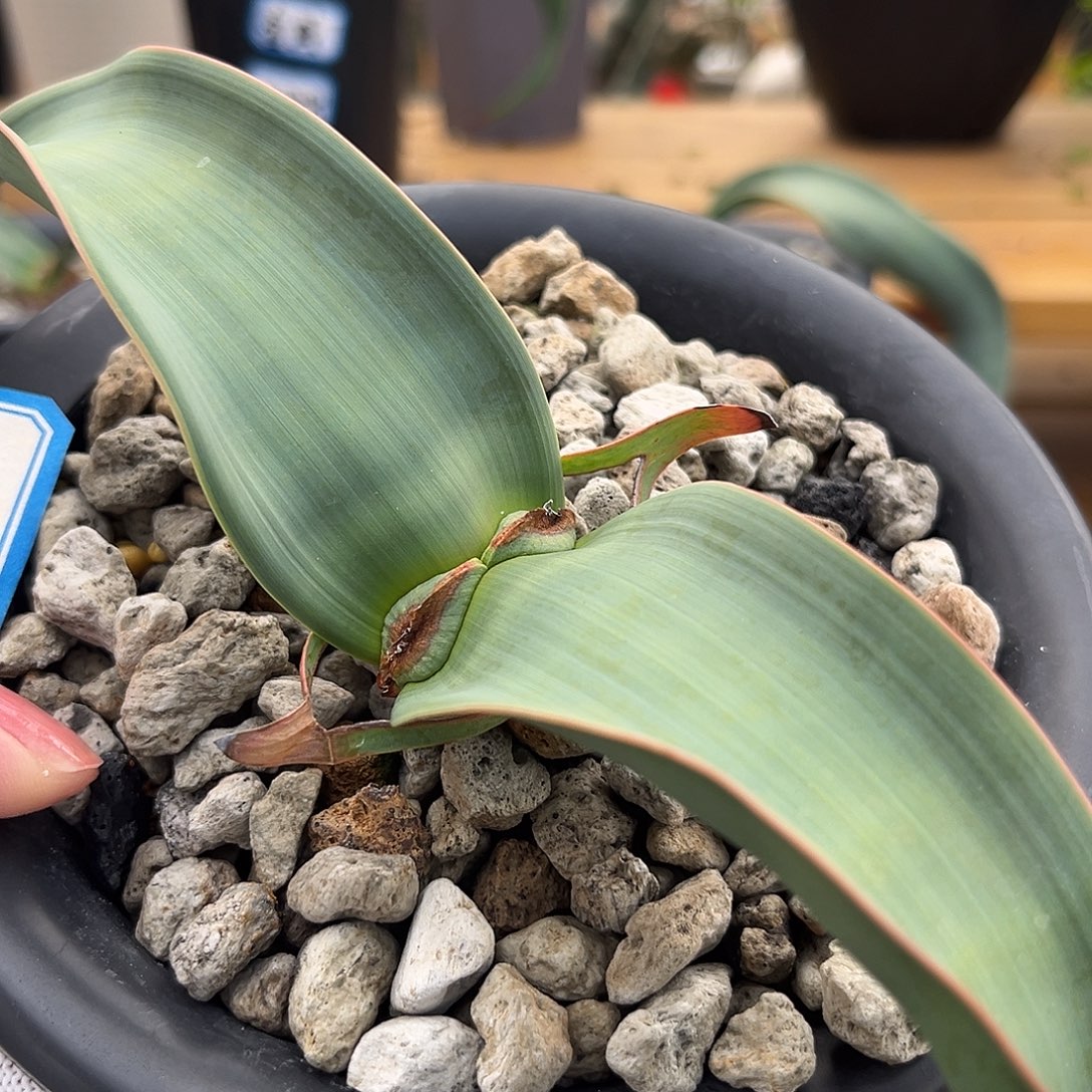 汤圆植物百岁兰红边3