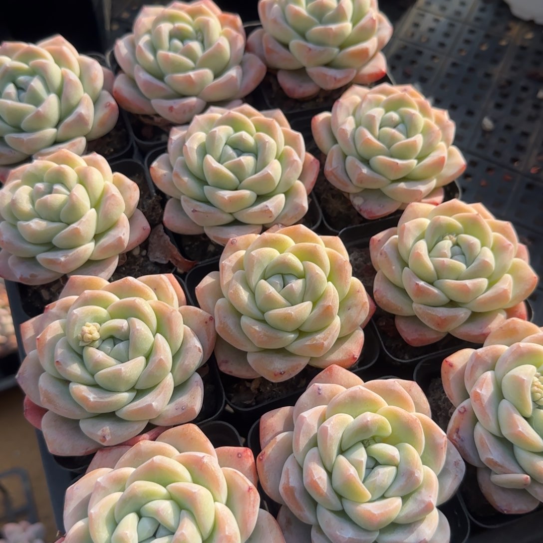 冰玉精品8厘米 4颗30元