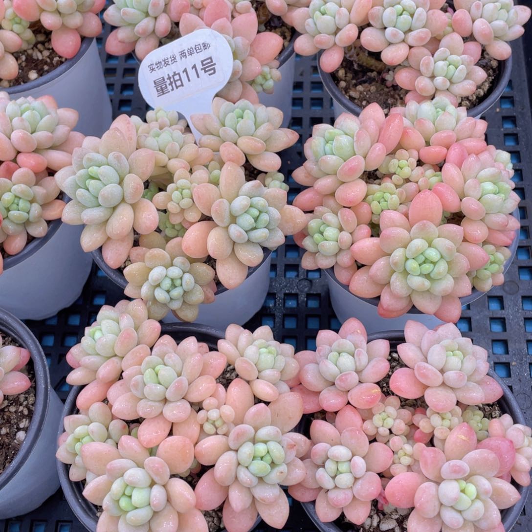 量拍11号多头老桩鱼子酱大群一个