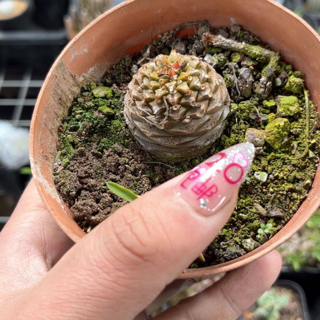 单头铁甲丸单头发货有根