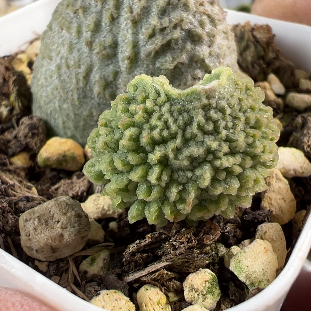 胖五水泡多肉植物水泡