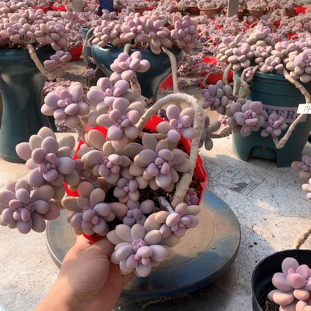 15一物一拍桃蛋不带盆