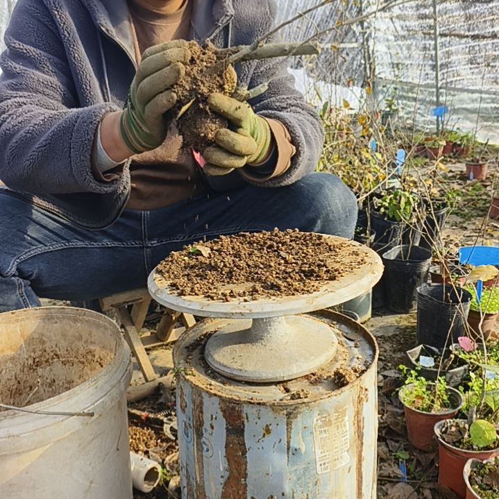 大***圣完全开放老鸦柿嫁接苗3