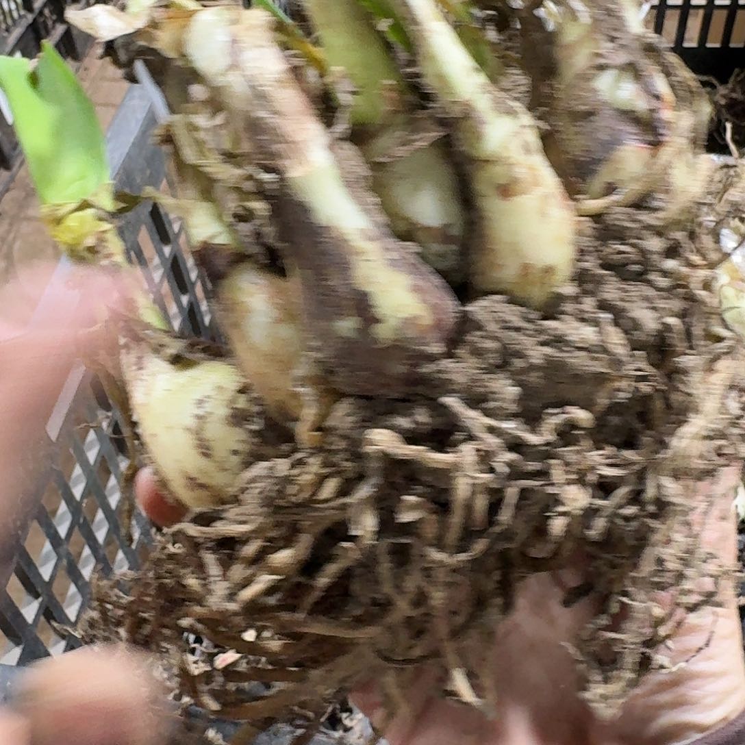 漂亮女孩7+豪华坨坨发发