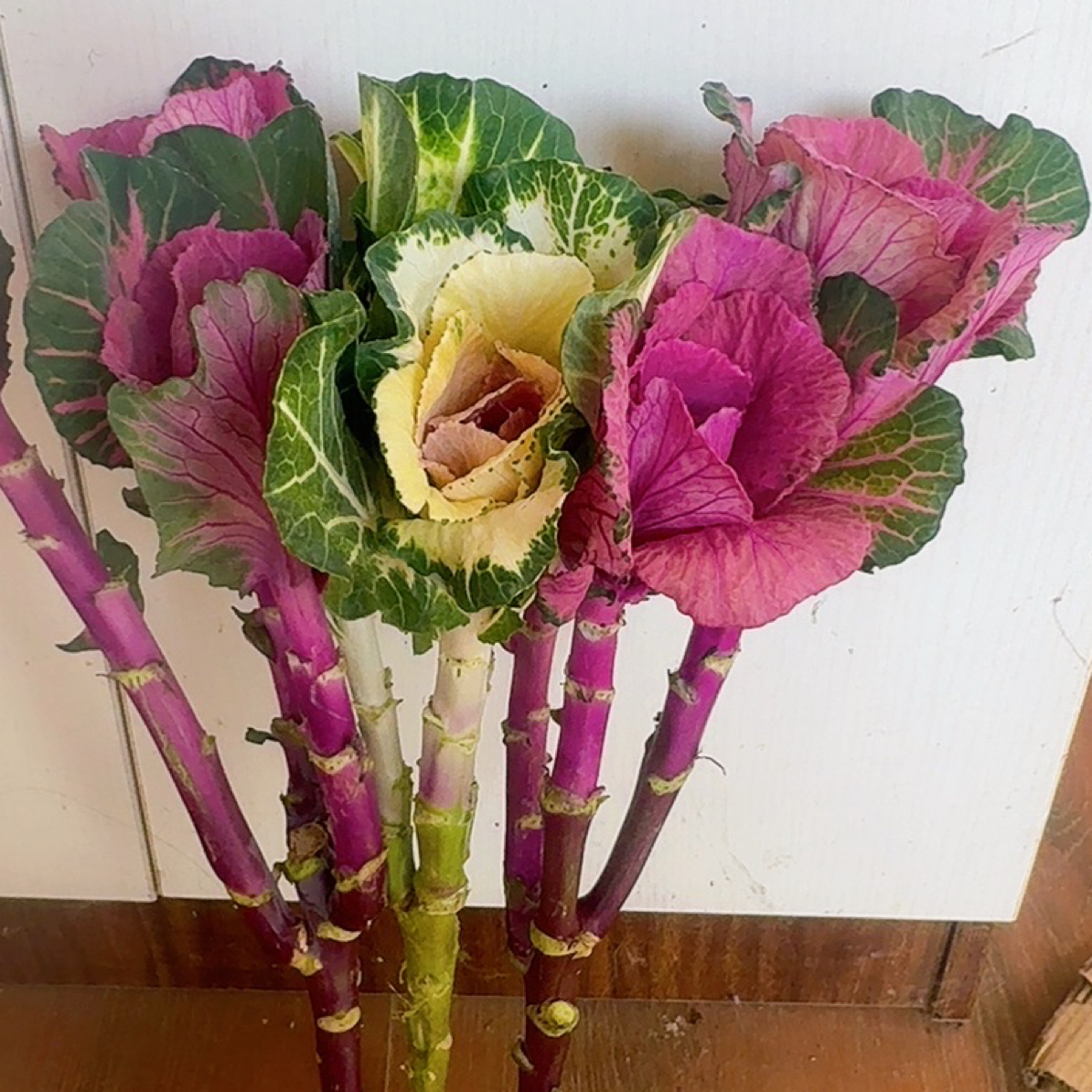 （2到3头）玫瑰羽衣甘蓝耐寒易养观叶植物适合阳台庭院