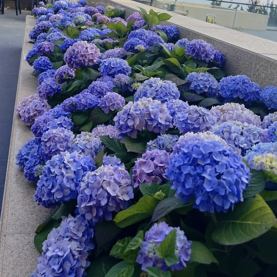 淡蓝花园【无尽夏】大花绣球盆-花园阳台景庭院观盆栽绿植