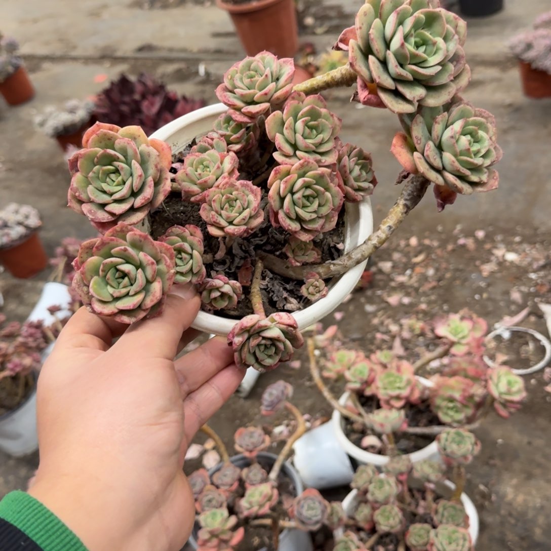 妮可莎娜玫瑰老桩