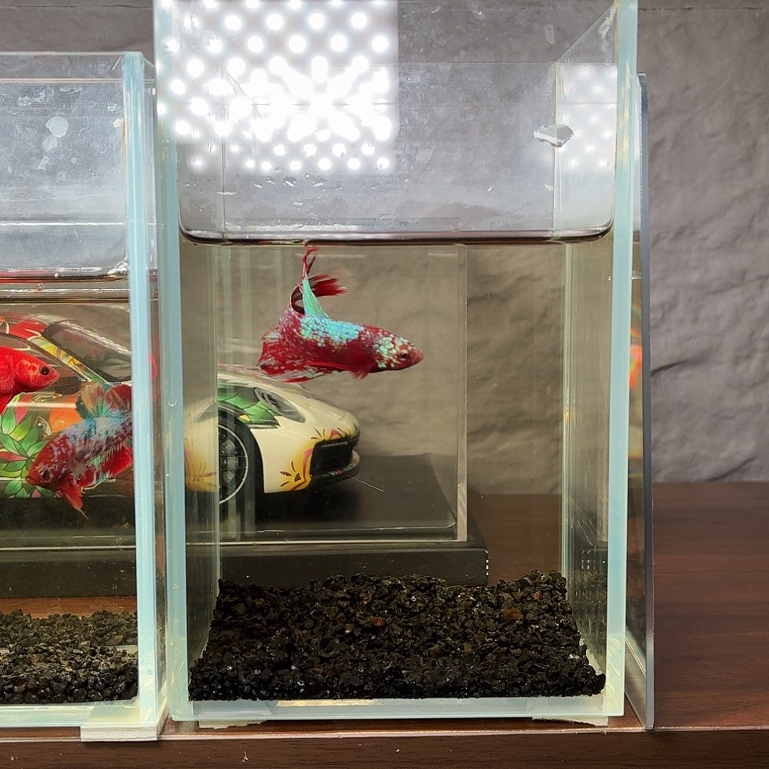 斗鱼彩金半月公鱼