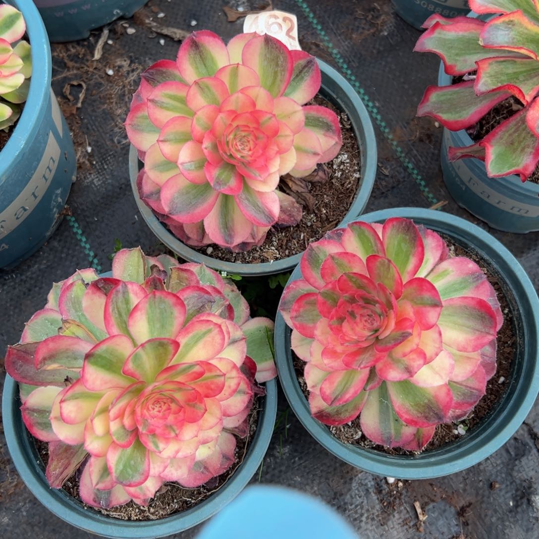 多肉植物462海神三颗。无任何售后