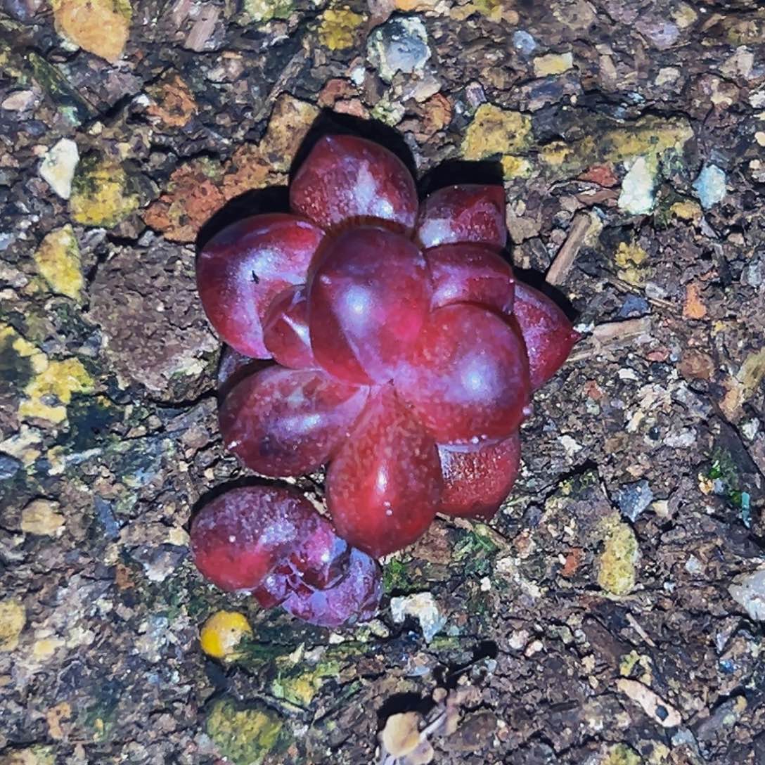 桔云多肉美人精品系列