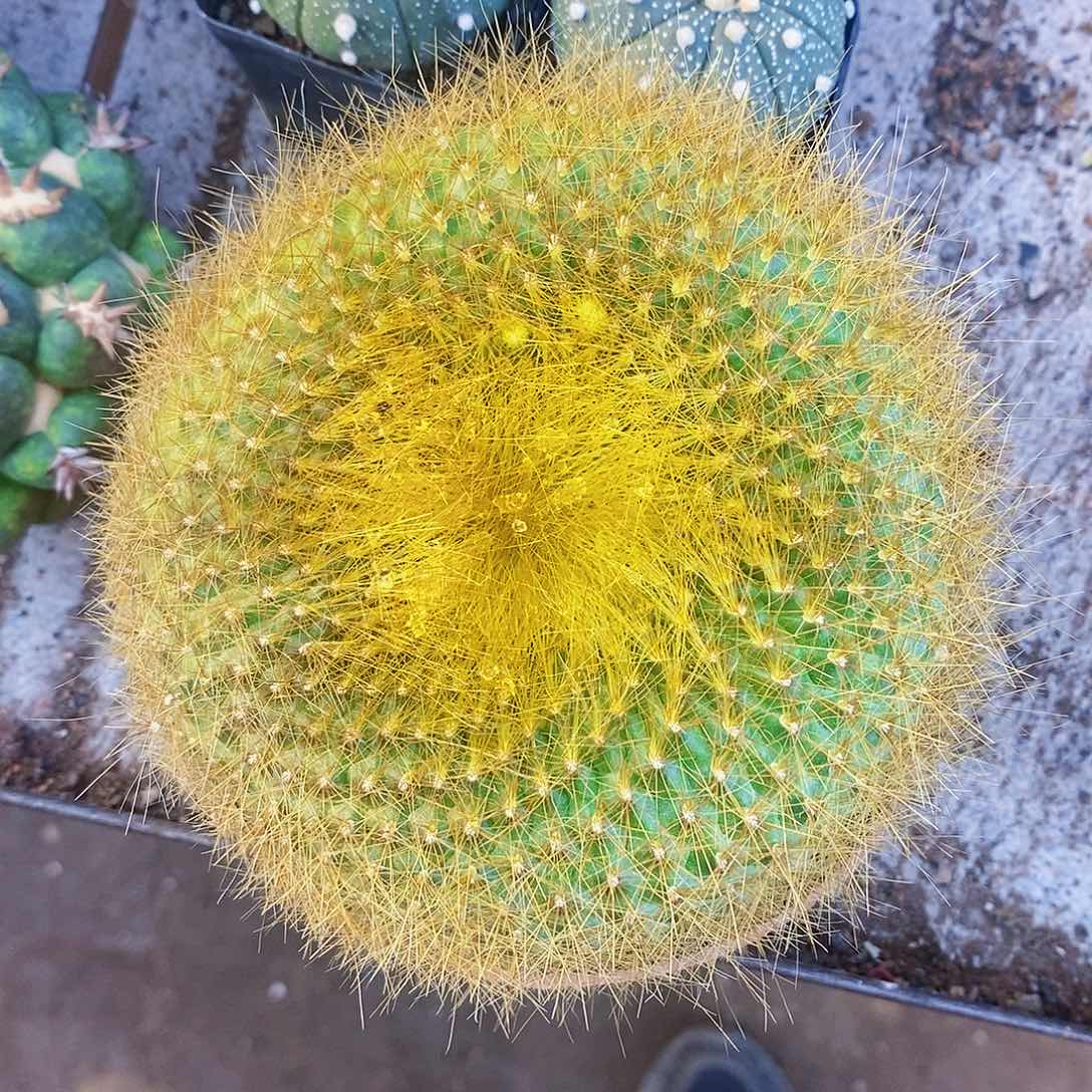 完全开放金雪光11111111111111411个