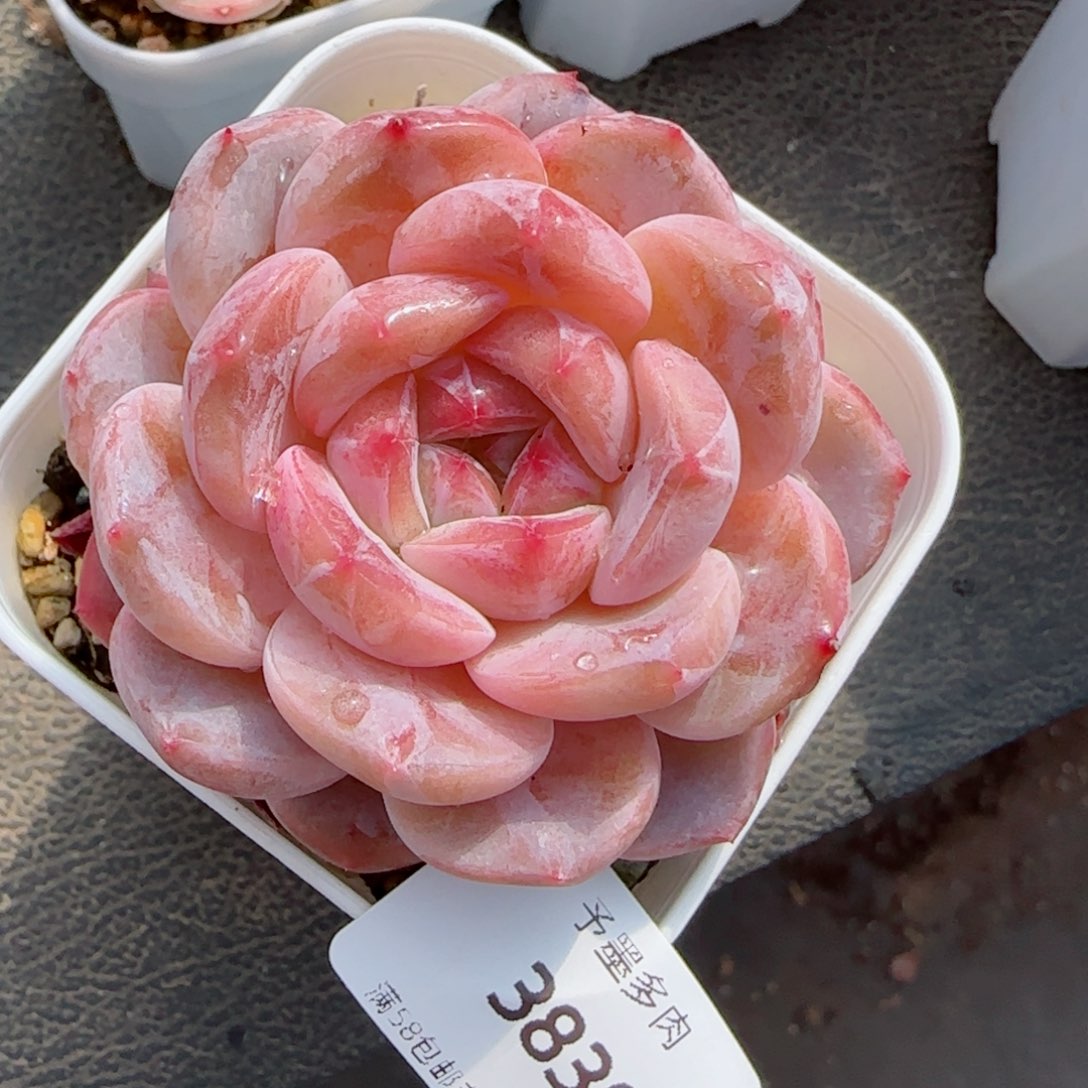 冰魄，3838多肉植物