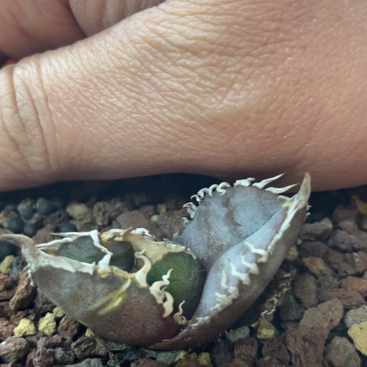 【闪购商品】红狮 侧牙