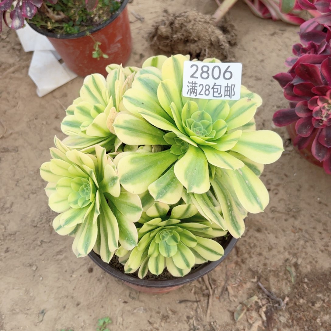 2806金丝多肉111111111