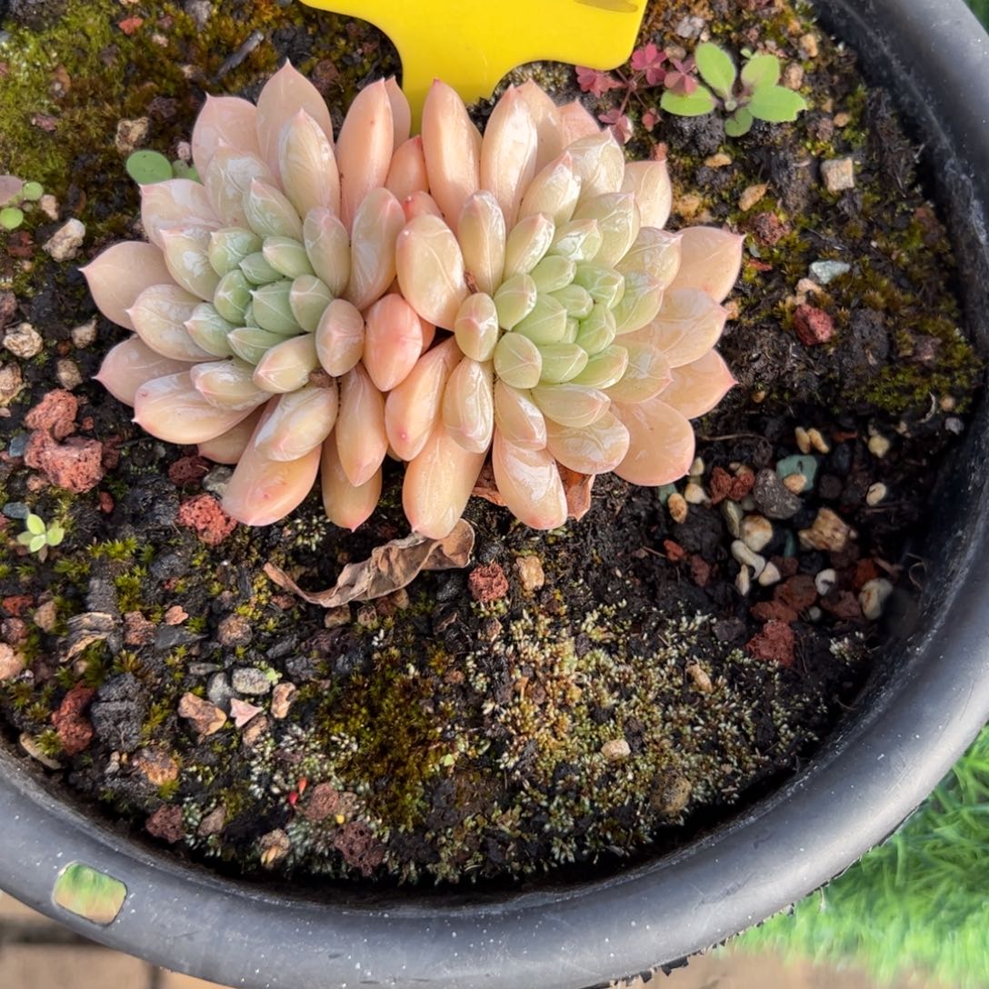 双头百搭翡翠多肉植物