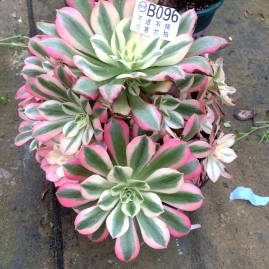 多肉植物女巫096