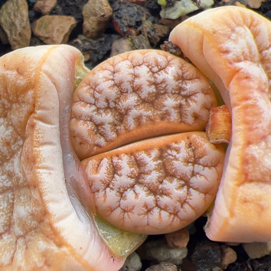 0173号拿铁 多肉植物