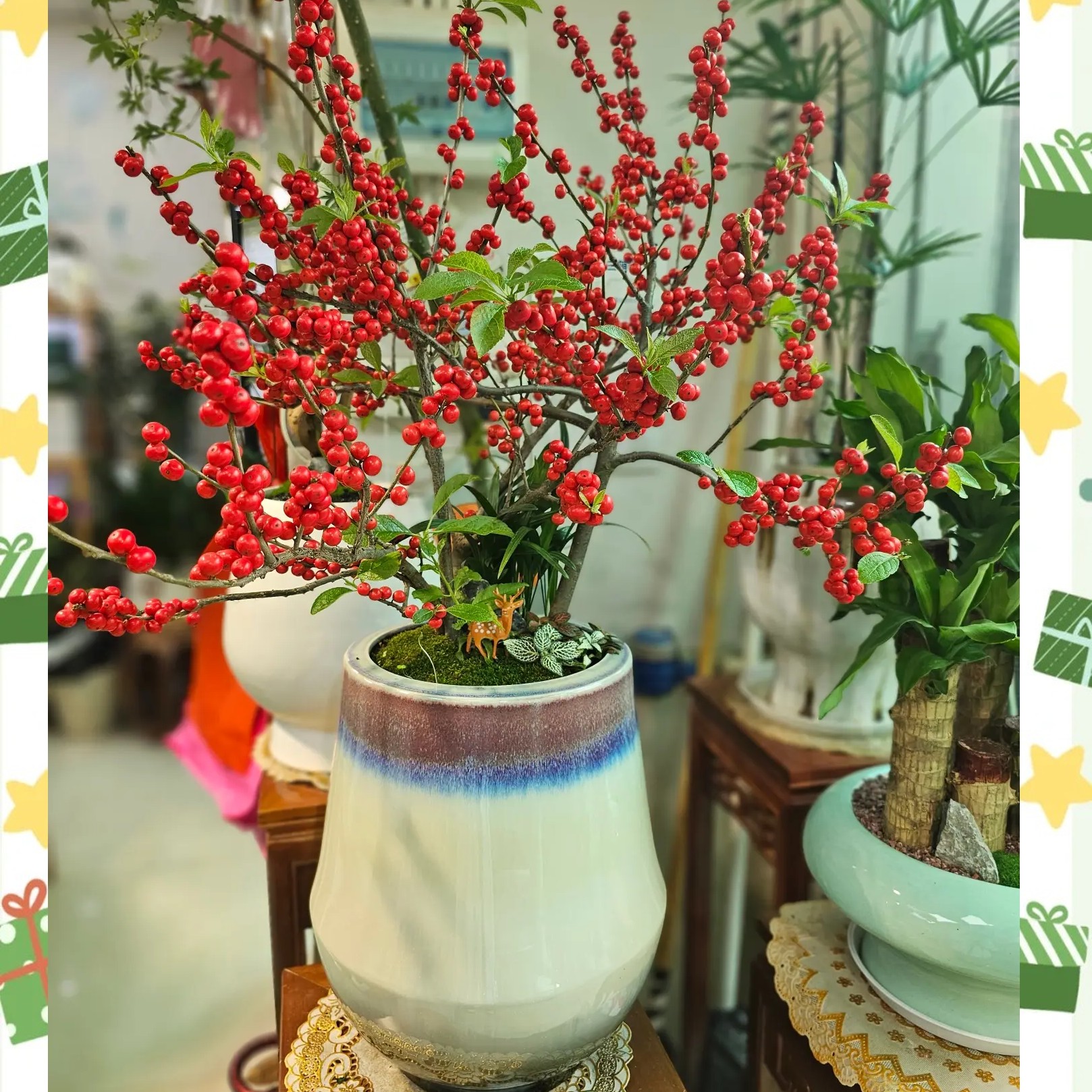 年宵花红果北美冬青花卉绿植盆栽，地栽观赏花卉耐寒易养