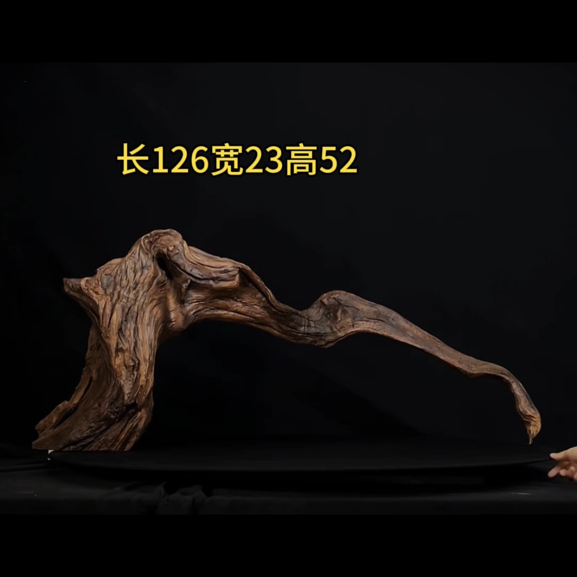 张大狼造景沉木长126cm波浪长拱桥 南美鱼缸造景 紫柚木秒沉