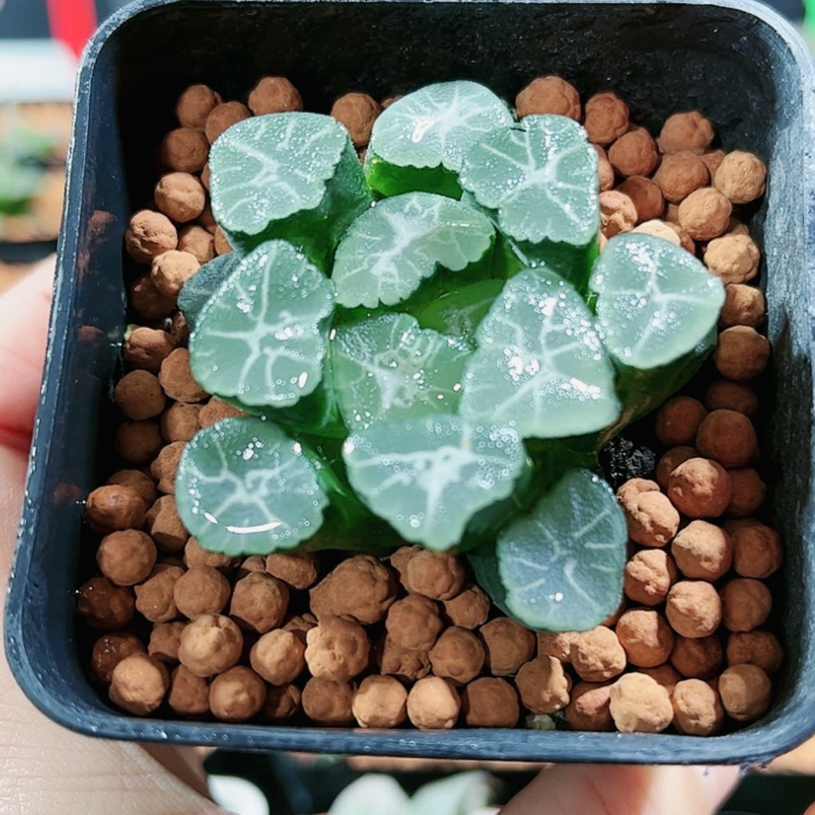 【闪购商品】大吉万象