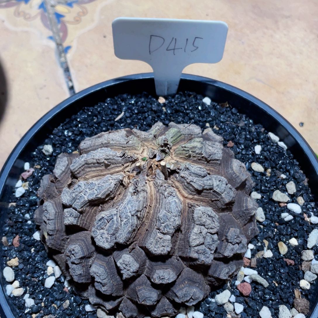 墨西哥龟甲龙222222222