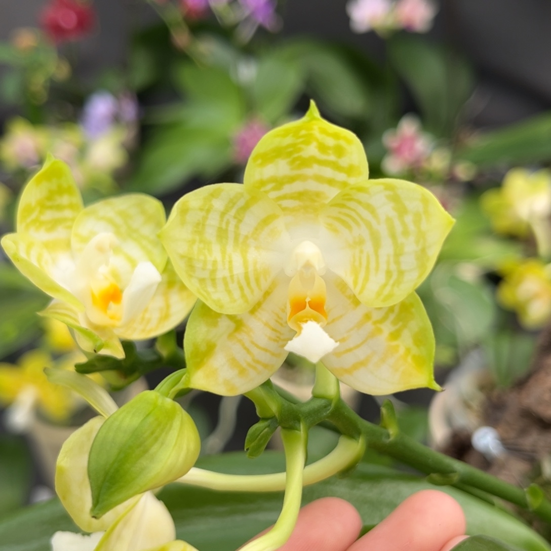 完全开放板值弥陀白老虎开花株