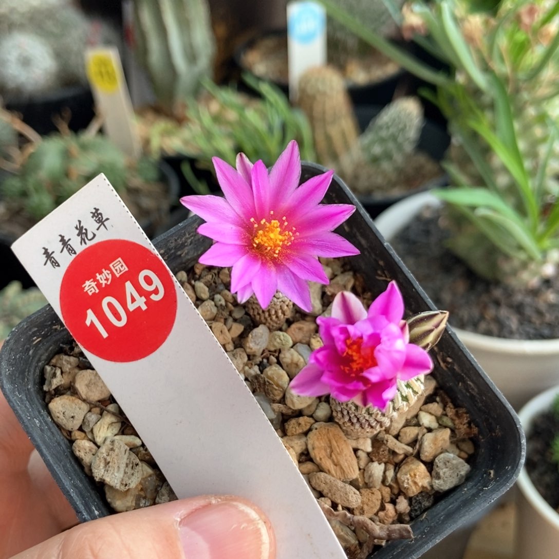 浓赤花精巧殿两颗