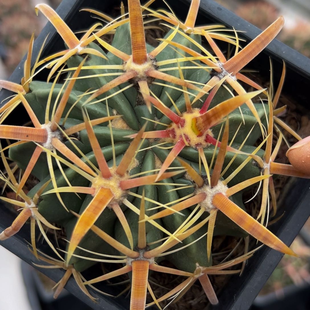 精品金刺（金稚玉杂交）