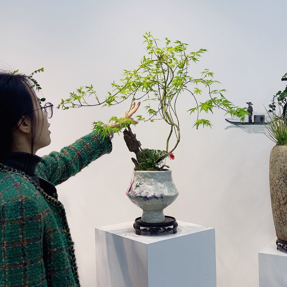 高端绿植一物一拍