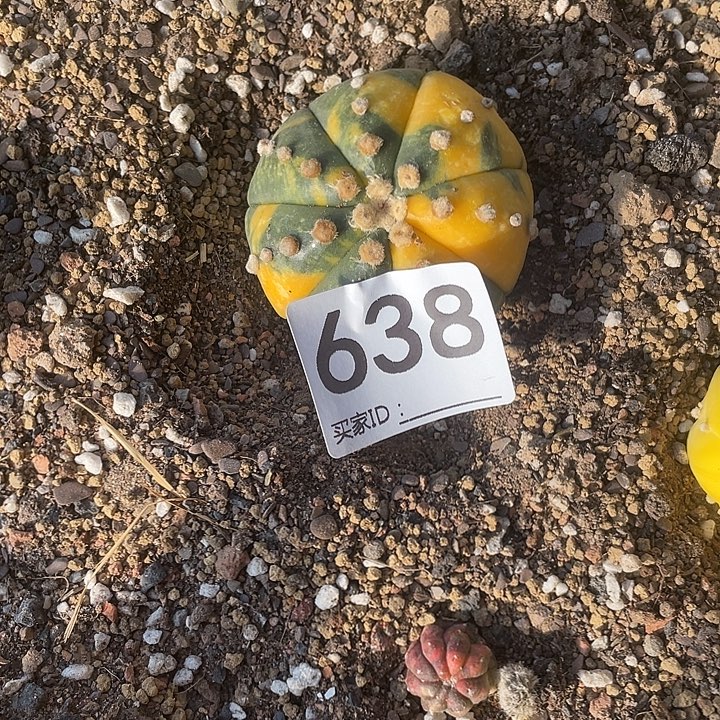 仙人球无花朵兜锦638号