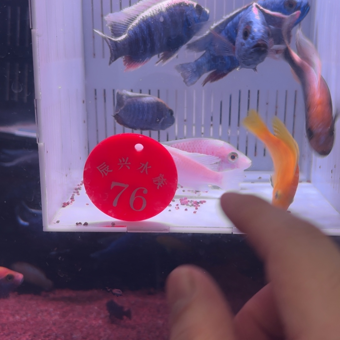 慈鲷鱼76 号8条其中备损2条