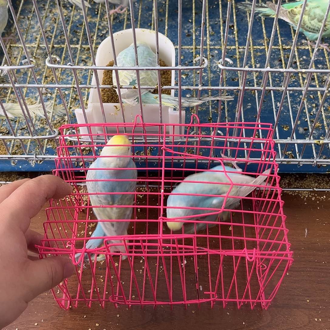 虎皮鹦鹉金彩鹦鹉