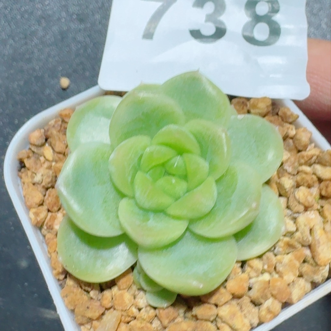 财富         精品多肉