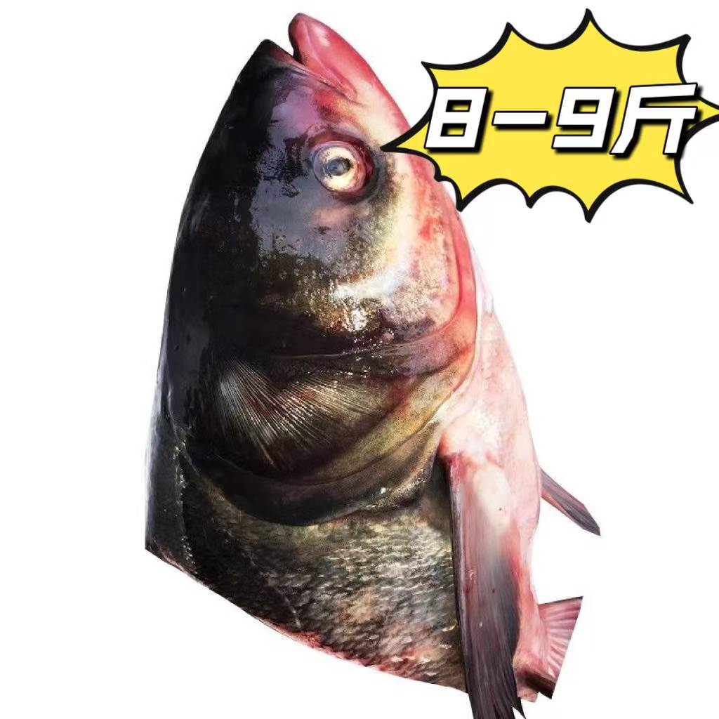 8-9斤鱼头胖头鱼头东北冷水鱼冷冻发