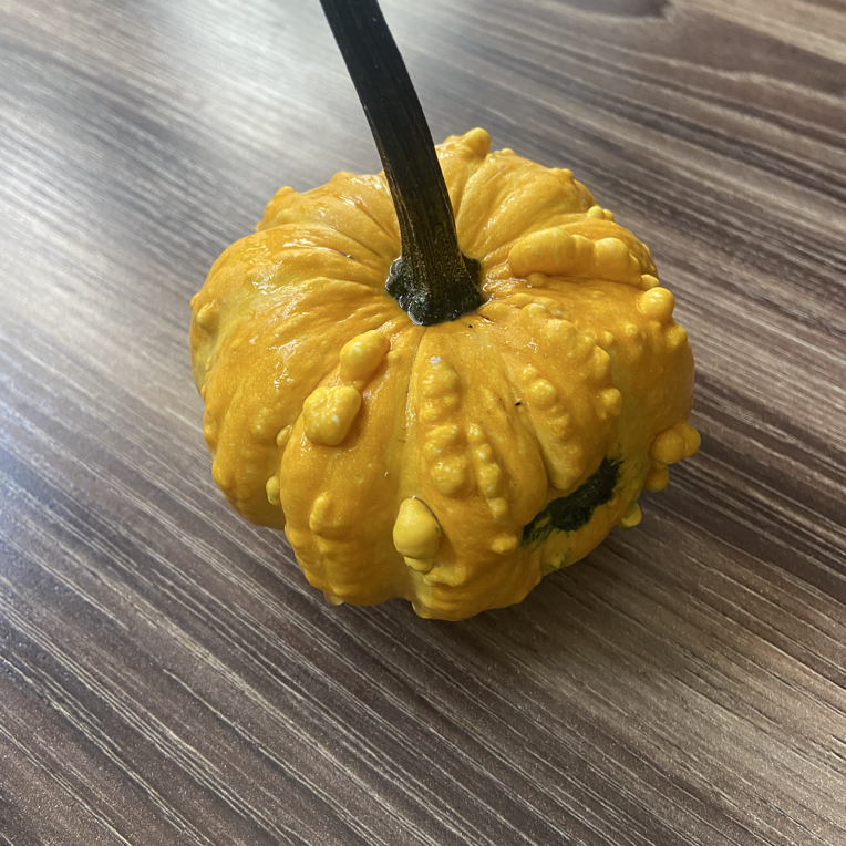 墨西哥葫芦南瓜型葫芦种子5粒