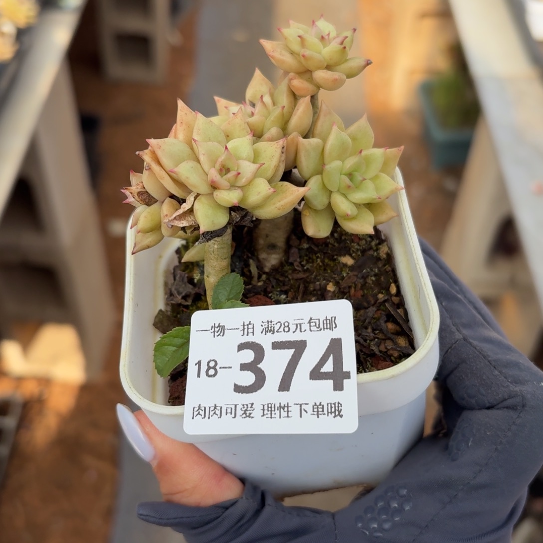 棒***）黄金璀璨无盆土发货无