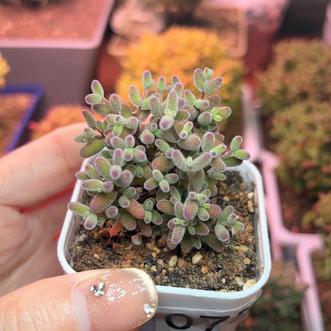 075糖球可爱多肉植物