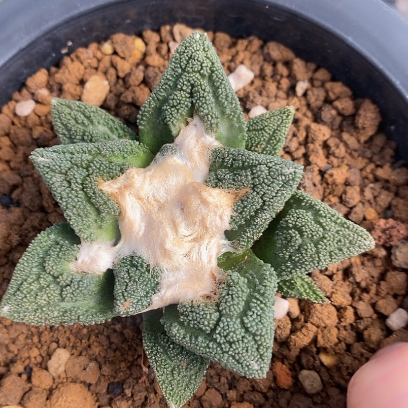 【闪购商品】实生辛顿