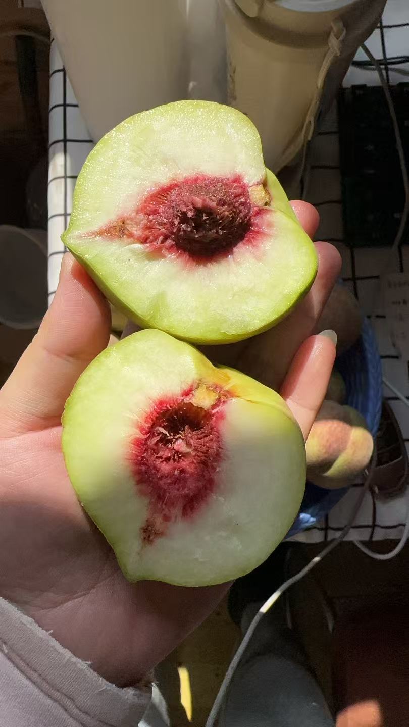 【正宗冬桃】山东冬桃现摘现发原产地青州蜜桃