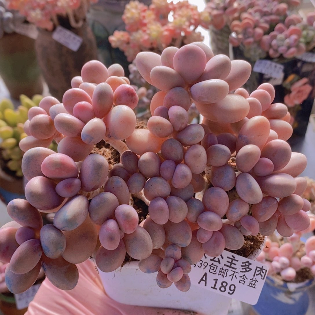 糖果桃蛋老桩13cm189多肉植物