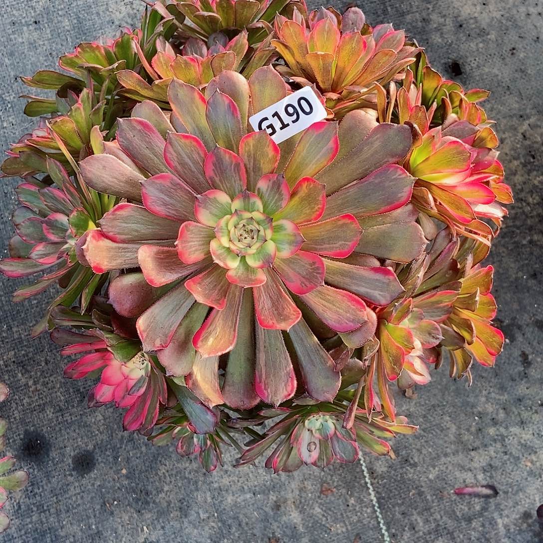 红陶姐*190烟花3多肉