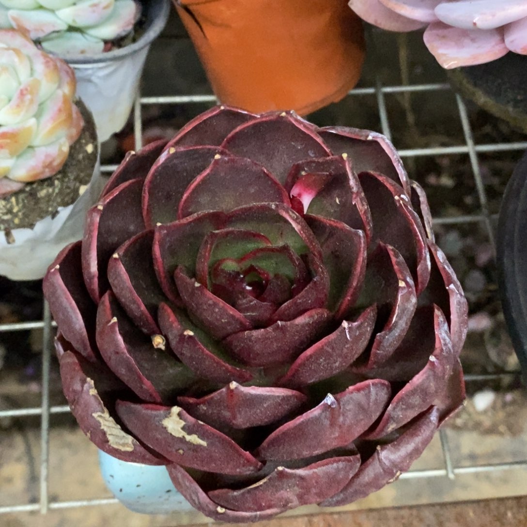 红灯大单头老桩多肉