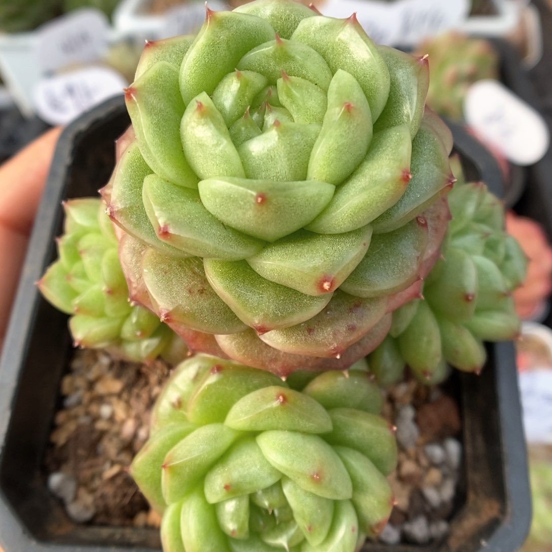 灯泡珍妮群生4745号