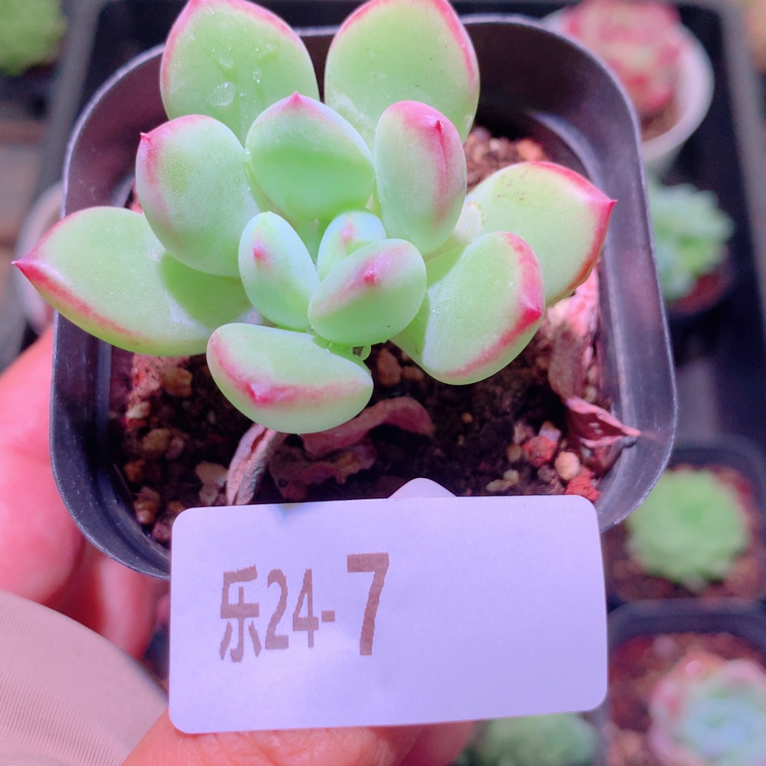乐然24-7 蜜糖单头 