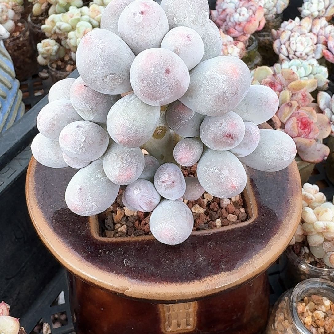 超肥冰玉小树多肉老桩