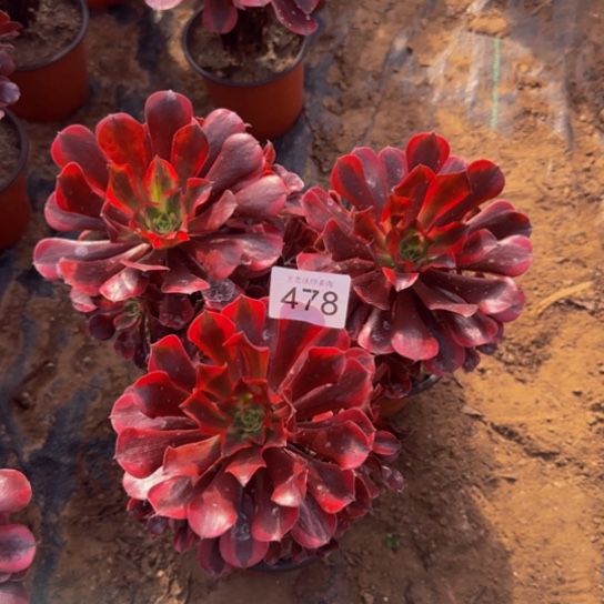 美杜莎3颗3号棚478