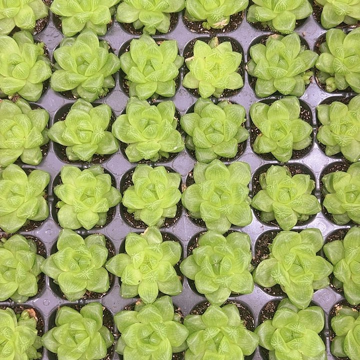 玉露精品多肉植物大战
