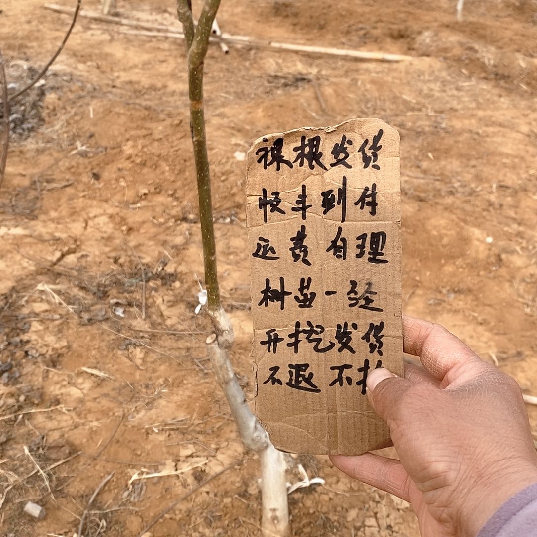 文玩核桃吊坠大****?蛤蟆